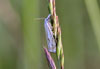 Crambus lathoniellus